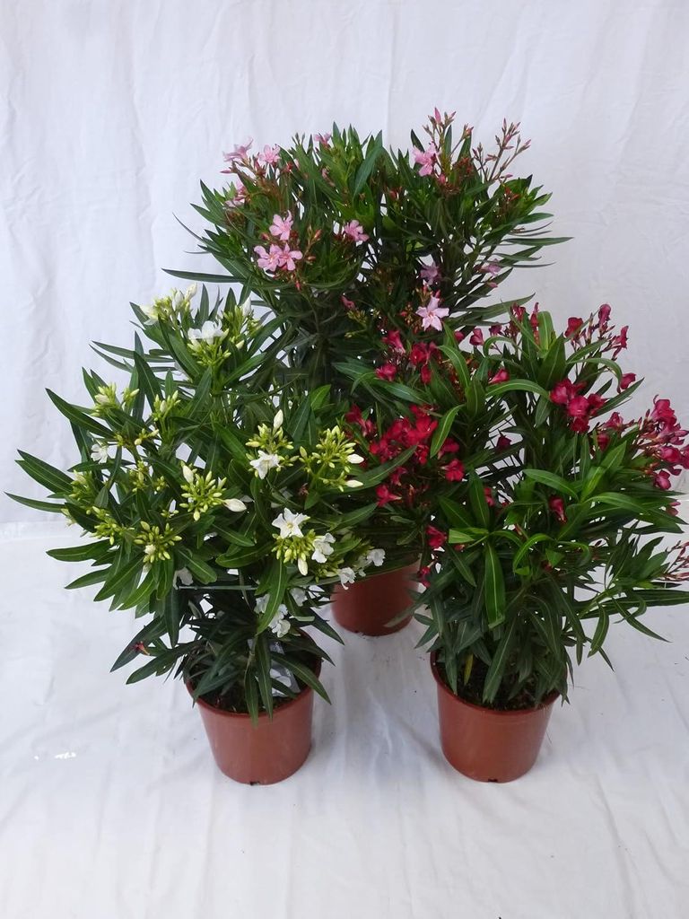 [Palmenlager] - 3er SET Oleander 80/90 cm - Pot 22 cm Ø  Produktbild 