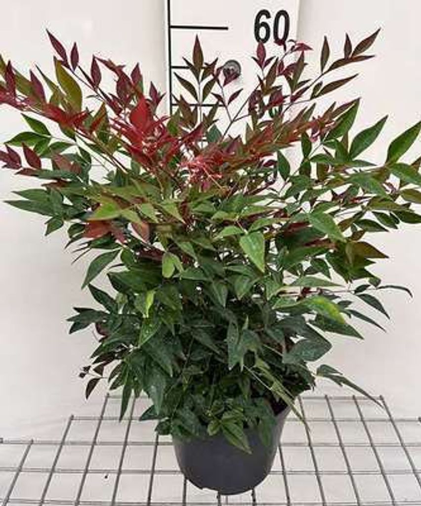 Nandina dom. 'Obsessed'® - Bambou céleste 25- 30 cm - Image du produit 