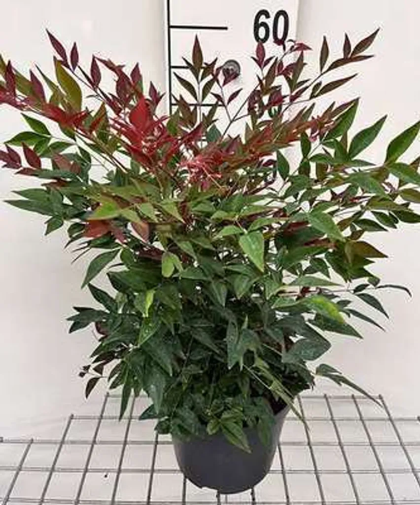 Arbuste Bambou céleste Obsessed : plante de haie basse et bac de terrasse