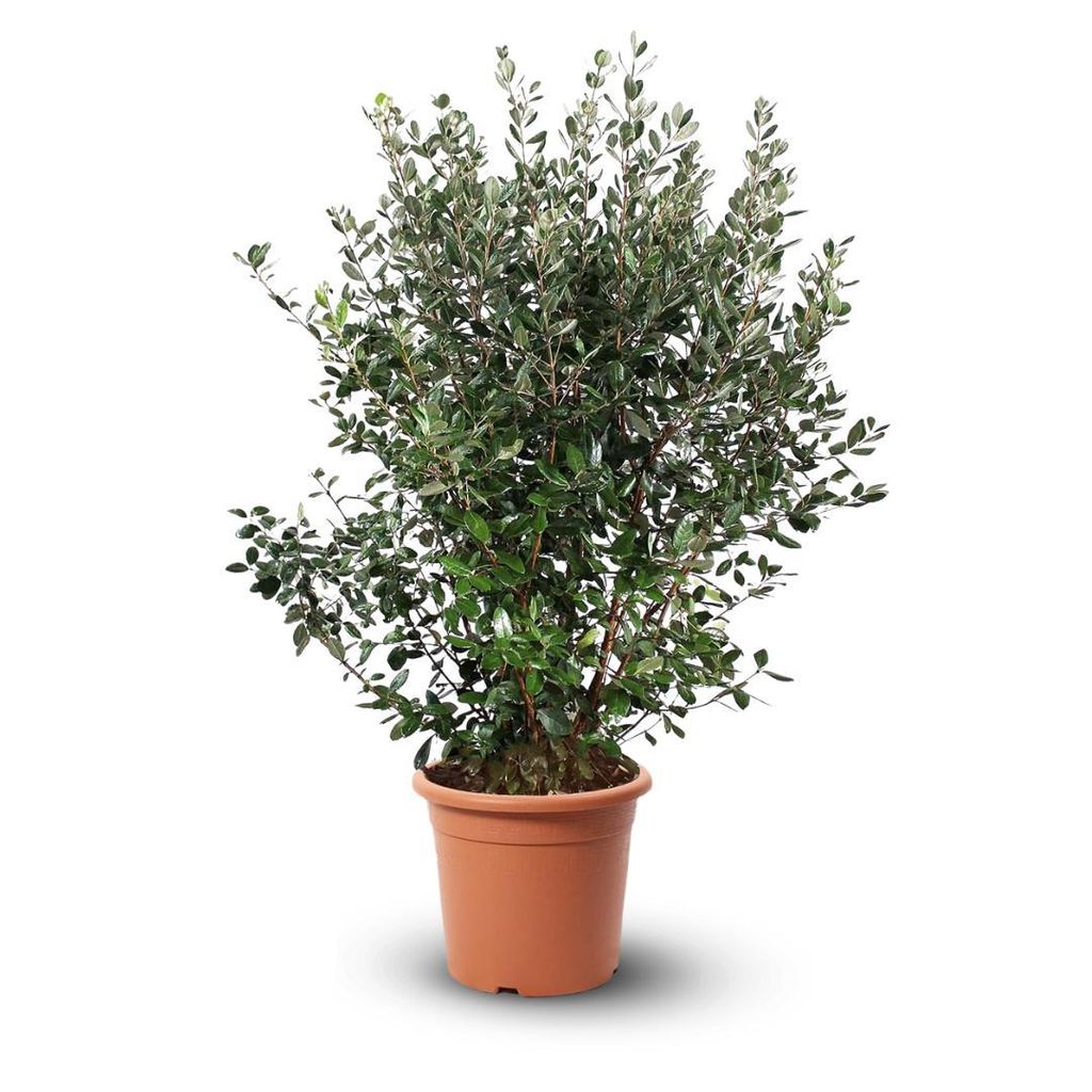 Feijoa sellowiana - arbuste persistant - ↕ 110-120 cm - ⌀ Image du produit 