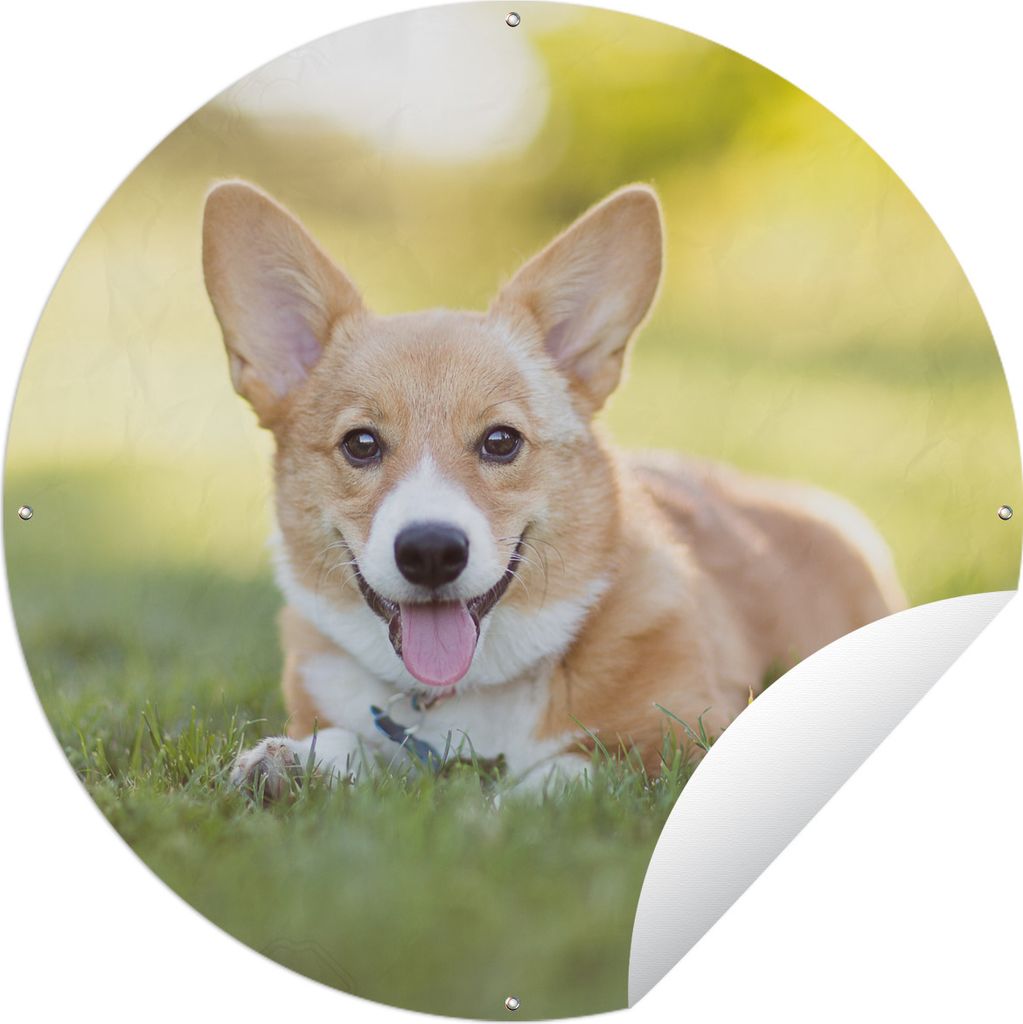MuchoWow Gartenposter Outdoor-Poster Rund Welsh Corgi Welpe Ø 60 cm Gartendeko Rundes Poster draußen