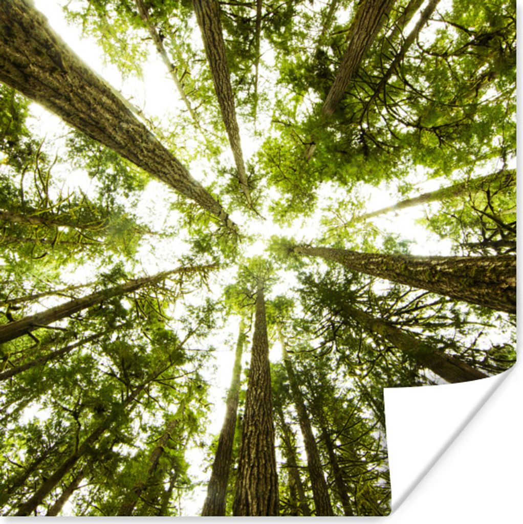 MuchoWow Poster Hohe grüne Bäume im Dschungel 50x50 cm - Wohnzimmerdekoration