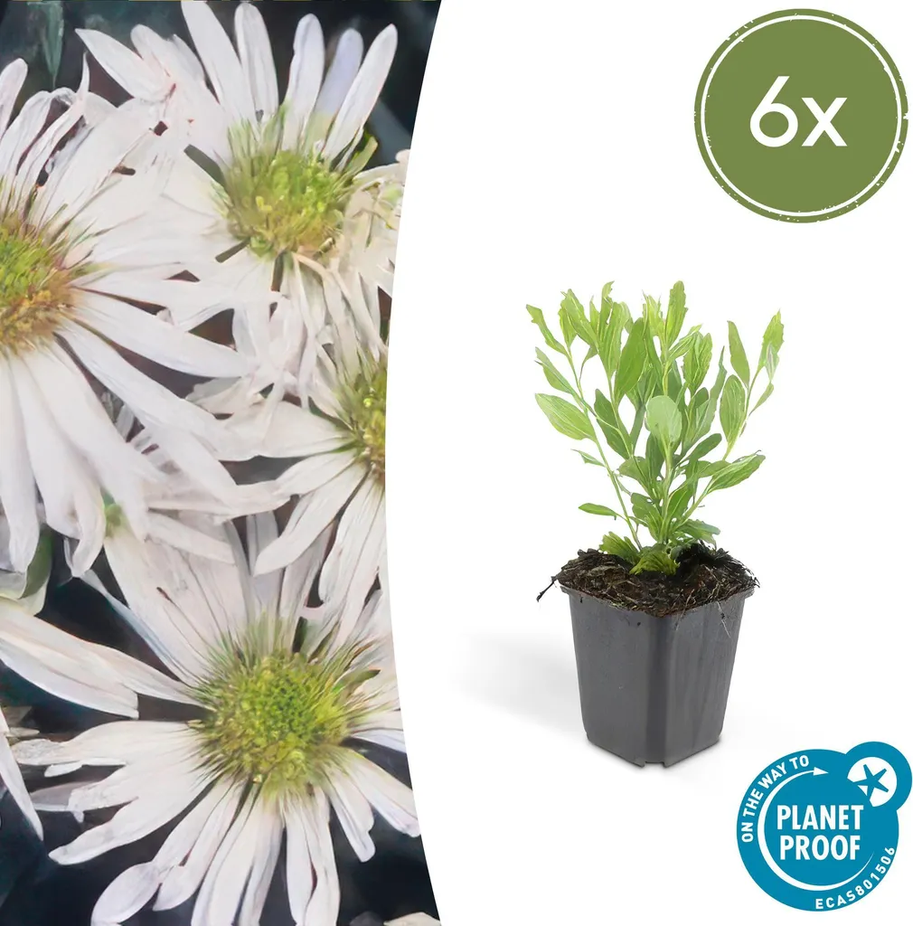 Aménager un massif d'automne avec 6 Asters ageratoides Ashvi blancs - 2