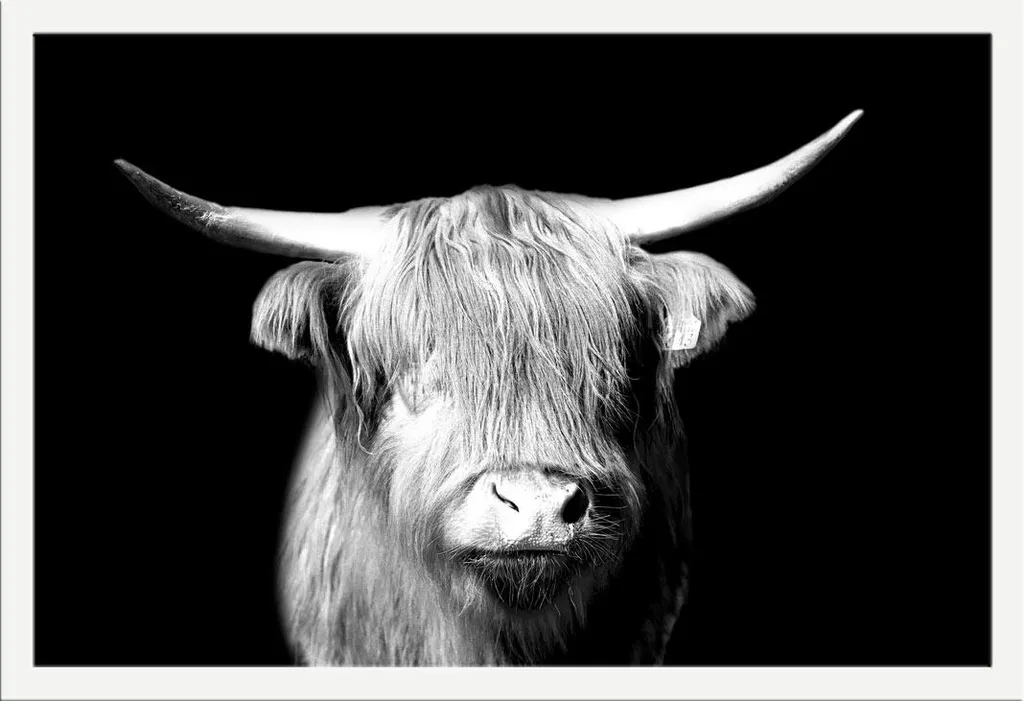 Poster Highland Cattle Portrait Cadre Blanc Shinsuke® Maxi MDF 61x91 cm