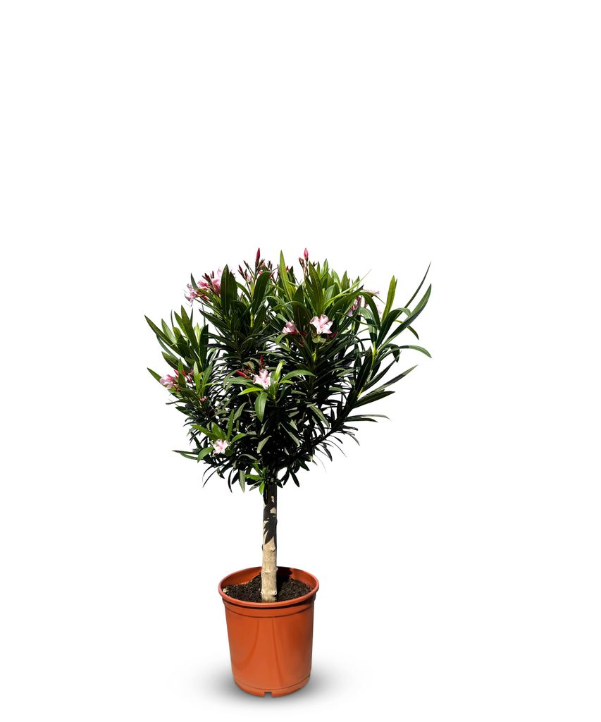 Sunny Tree - Roślina - Oleander na pniu  - Nerium Oleander Zdjęcie produktu 