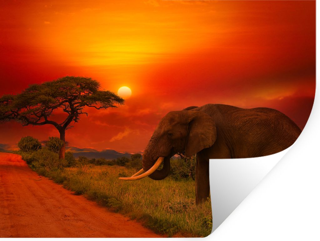 MuchoWow Wandtattoo Wandsticker Wandaufkleber Elefant - Sonnenuntergang - Orange - Savanne - Tiere 80x60 cm Selbstklebend und Repositionierbar - ...
