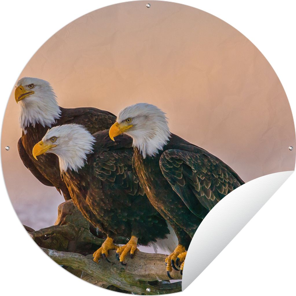 MuchoWow Gartenposter Outdoor-Poster Rund Vögel - Natur - Raubvögel - Adler Ø 90 cm Gartendeko Rundes Poster draußen