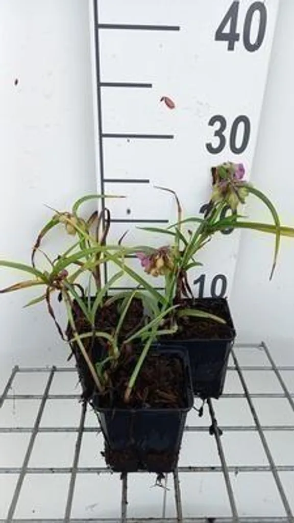 Aménagement Bordure Jardin : 6 Tradescantia Rubra en Pots de 9x9 cm