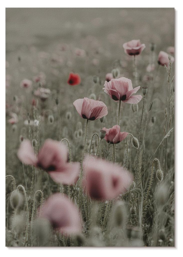 POSTER - 59x84 cm (A1) - Klarna - Pastellfarbene Mohnblumen, romantische Atmosphäre, zarte Blüten - Wandbild für Wohnzimmer Schlafzimmer & Flur,...