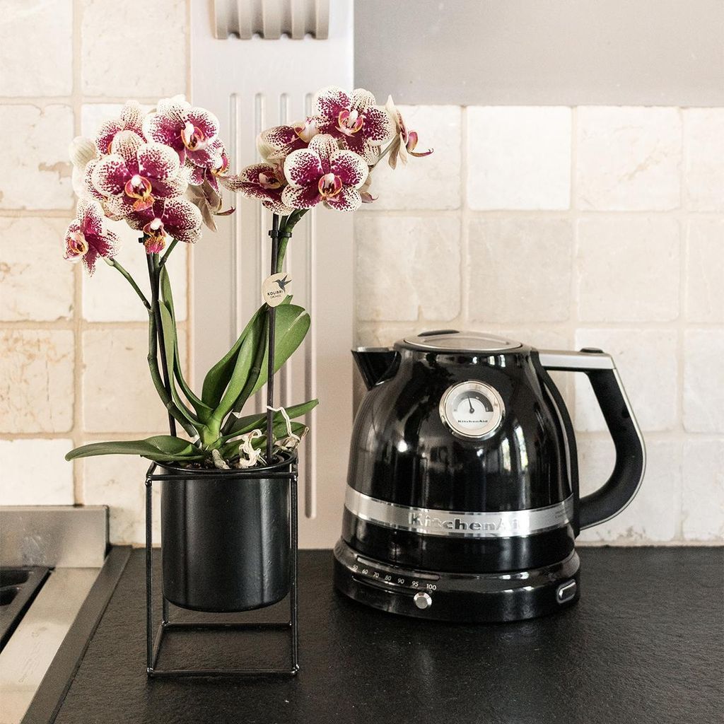 Kolibri Orchids | witte orchideeënset in Diabolo white dish incl