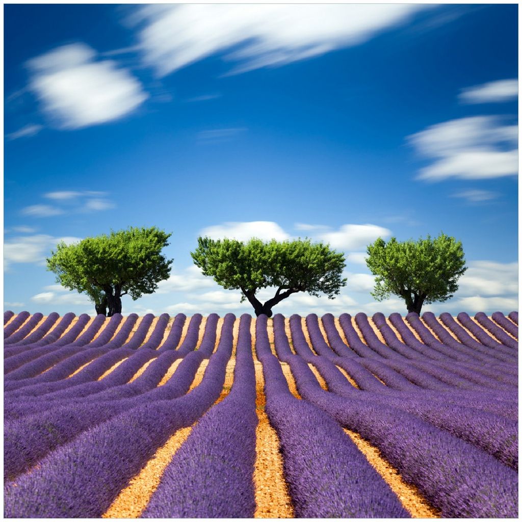 Wallario Premium Glasbild, freischwebende Optik, kräftige Farben, Größe 30 x 30 cm Motiv Abstraktes lila Blumenfeld mit Lavendel