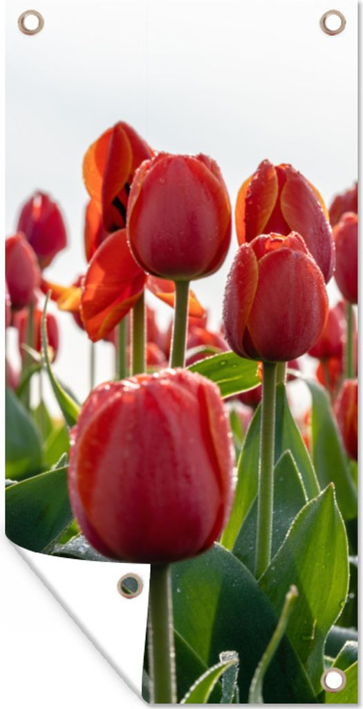 MuchoWow 30x60 cm Outdoor-Poster Gartendeko Sichtschutz Garten Poster für den Garten Ein Gebiet mit roten Tulpen in den Niederlanden