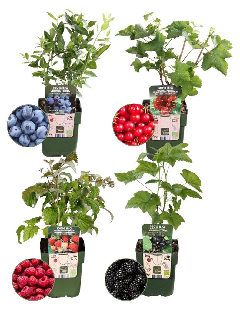 Planten van Frank | Mix van biologische fruitplanten Productafbeelding 