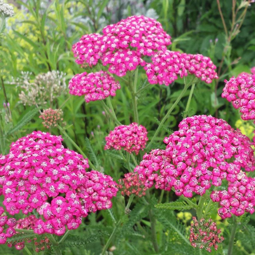 6 x Schafgarbe - Achillea millefolium 'Cerise Queen' | Topf 9cm x 9cm
