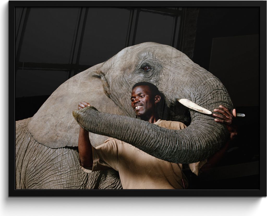 MuchoWow MuchoWow Gerahmtes Poster Elefant - Männlich - Tiere - Schwarz 80x60 cm - Poster mit zchwarzem Bilderrahmen - Schwarzem - Mit Gestell