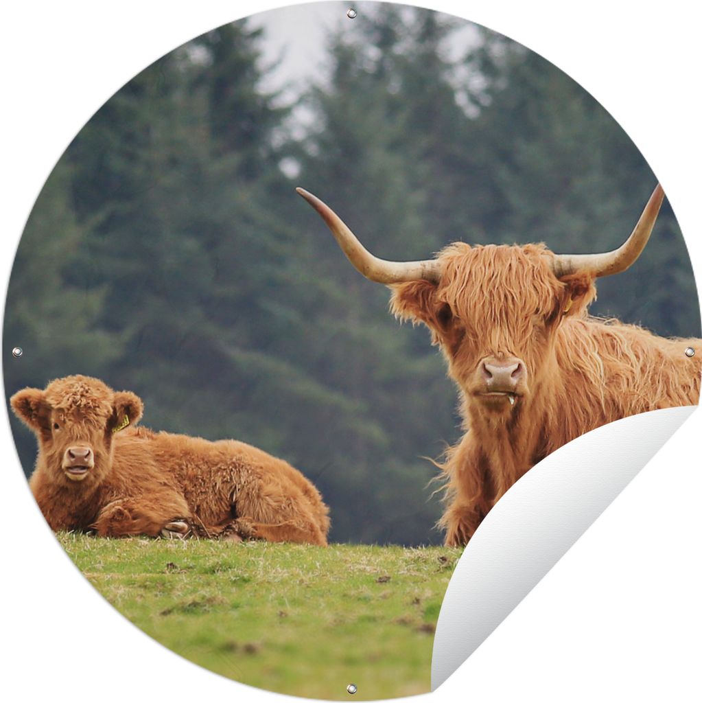 MuchoWow Gartenposter Outdoor-Poster Rund Schottische Highlander - Gras - Wald Ø 90 cm Gartendeko Rundes Poster draußen