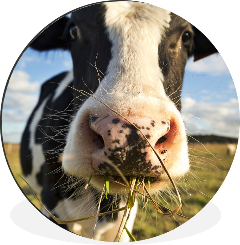 MuchoWow Aluminium Wandkreis Kuh - Licht - Gras Ø 30 cm Wanddeko Modern Wohnzimmer - Wand Bild - Wohnzimmer - Runde Bilder - Alubilder - Kunst f...