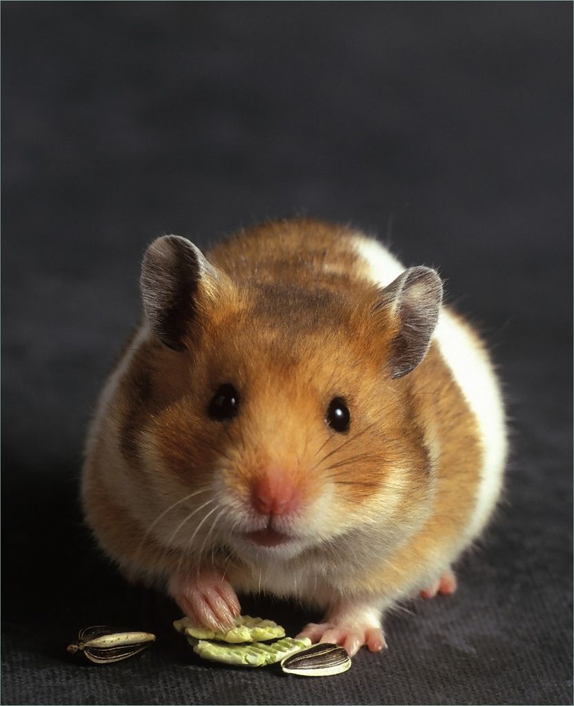 Wallario Magnet für Kühlschrank / Geschirrspüler, magnetisch haftende Folie - 60 x 80 cm, Motiv: Putziger Hamster mit Nüssen zwischen den Pfoten