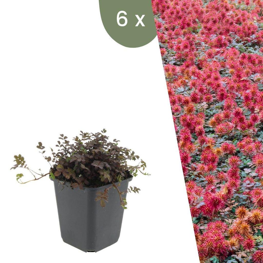 Plants by Frank | 6 Stachelnuss Pflanzen | Acaena Produktbild 