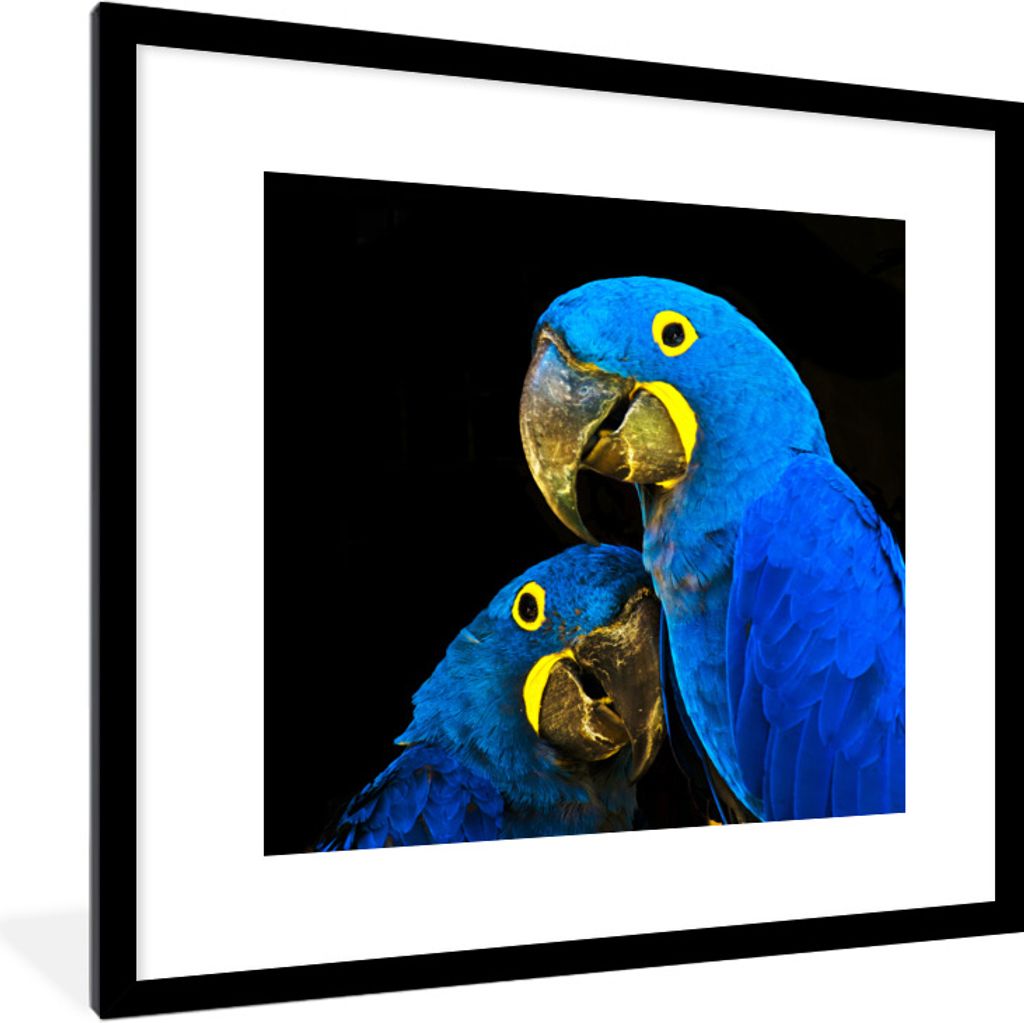 MuchoWow Gerahmtes Poster Papagei - Vogel - Federn - Blau 40x40 cm - Poster mit Schwarzem Bilderrahmen Wandposter Rahmen Foto Bilder - Poster - P...