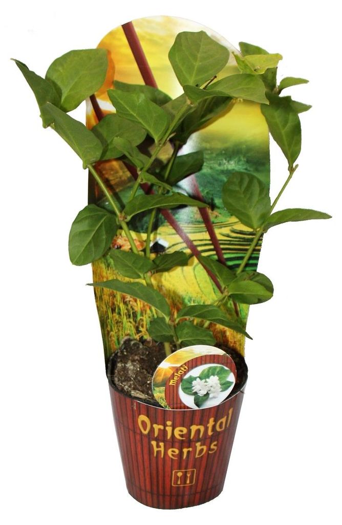 Gelsomino arabo - Jasminum sambac - vaso da 12 cm Immagine del prodotto 
