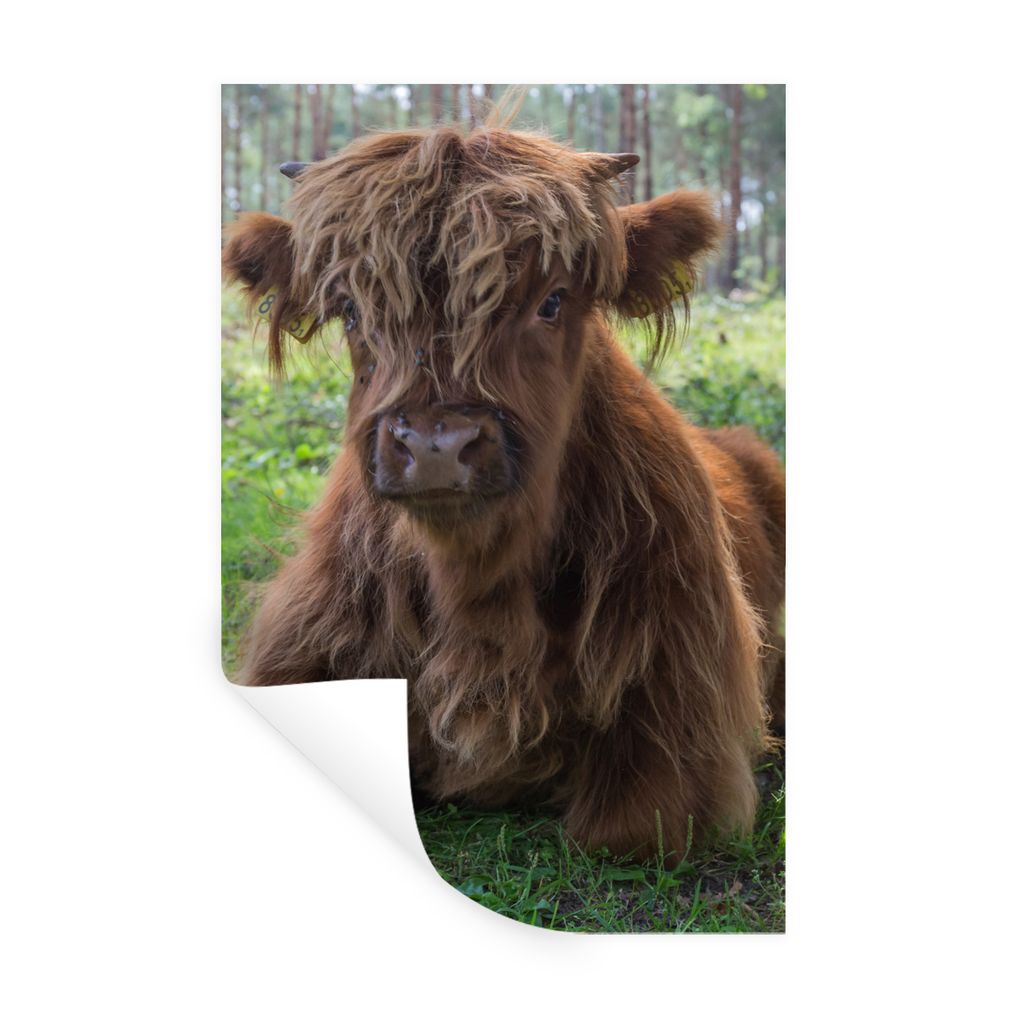 MuchoWow Wandtattoo Wandsticker Wandaufkleber Schottischer Highlander - Kröte - Tiere 20x30 cm Selbstklebend und Repositionierbar - Sticker - De...