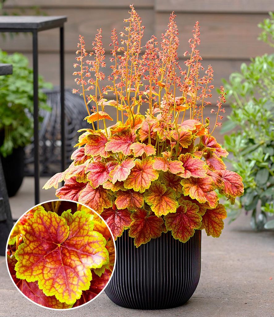 BALDUR Garten Heuchera 'Eternal Flame',1 Pflanzen, monatelanges Farbspektakel im Garten, für Beet und Kübel, pflegeleicht und robust, bienen und ...