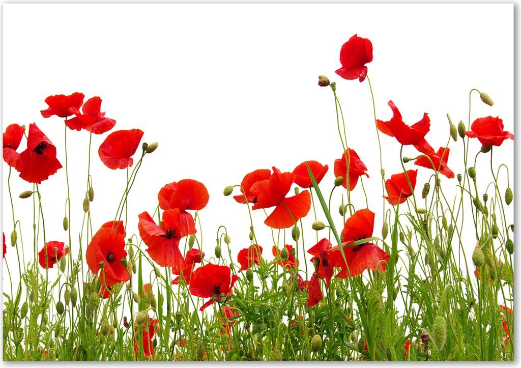 Tulup Leinwandbild - 100x70 cm - Wandkunst - Drucke auf Leinwand - Leinwanddruck - Blumen & Pflanzen - Rot - Mohnblumen