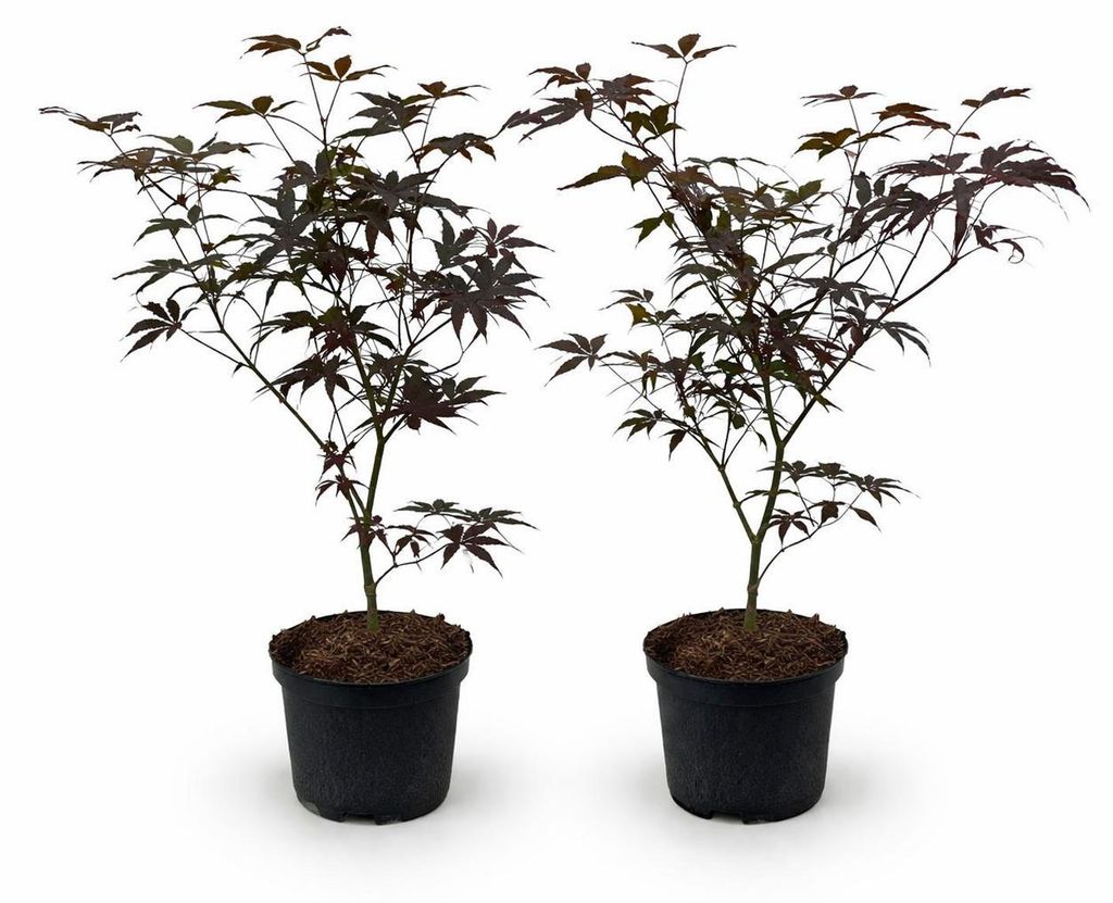 Acer palmatum "Bloodgood" - japanischer Fächerahorn - laubabwerfend - 19cm Topf - 70cm - 2er Set - dunkelrot
