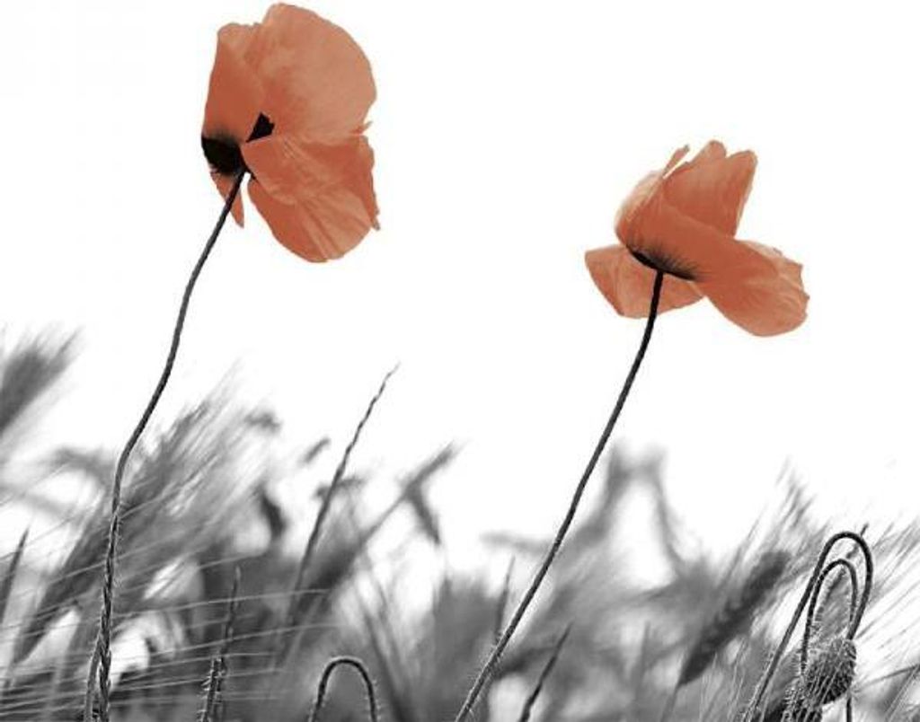RP 20 Servietten Two Poppies - Hervorstechender Mohn Produktbild 