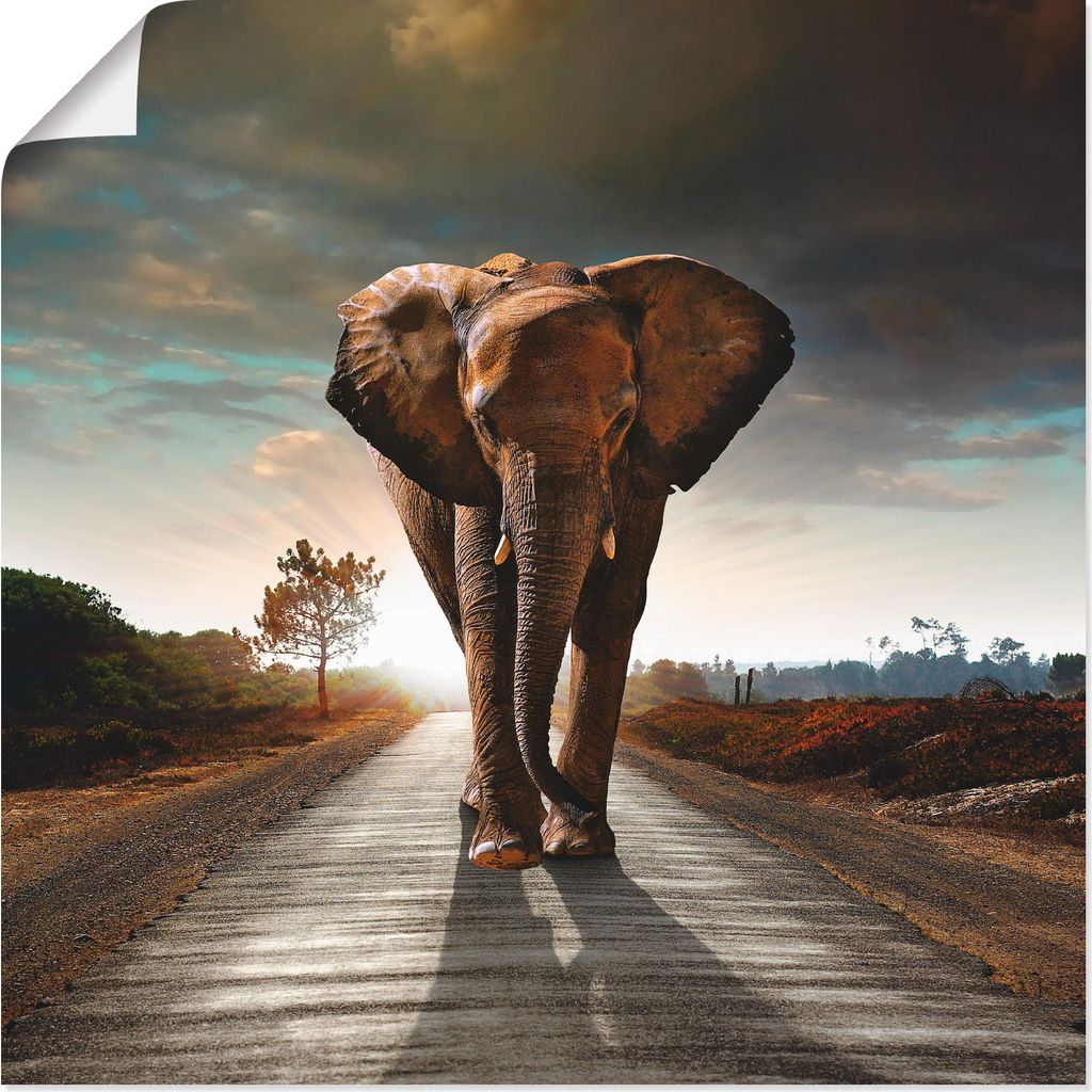 ARTland Poster Ein Elefant läuft auf der Straße Größe: 50x50 cm