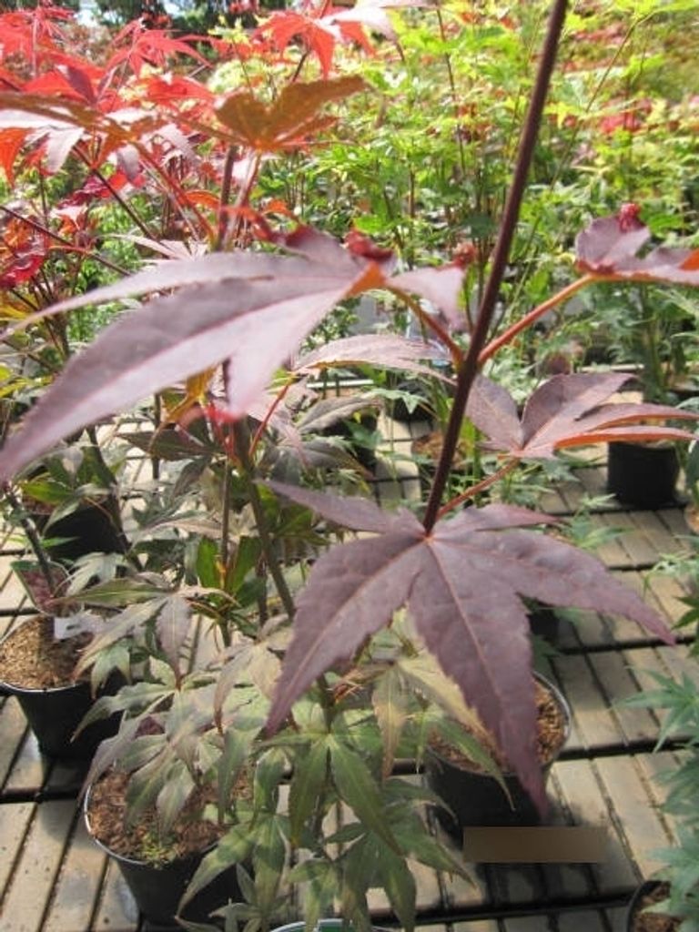 Ahorn palmatum Yezo Nishiki - Japanischer Fächerahorn 60-80