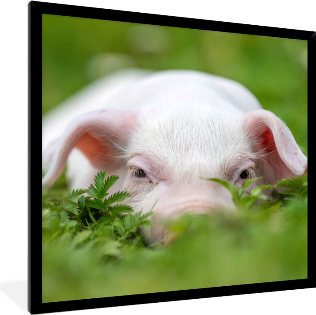MuchoWow Gerahmtes Poster Schwein - Tiere - Groß 40x40 cm - Poster mit Schwarzem Bilderrahmen Wandposter Rahmen Foto Bilder - Mit Rahmen - Wandd...