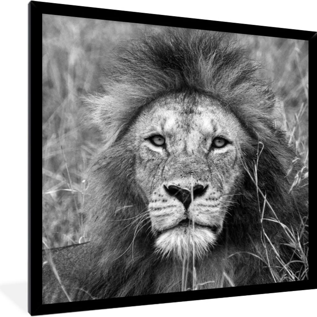 MuchoWow Gerahmtes Poster Löwe - Porträt - Tiere 40x40 cm - Poster mit Schwarzem Bilderrahmen Wandposter Rahmen Foto Bilder - Mit Rahmen - Wand...