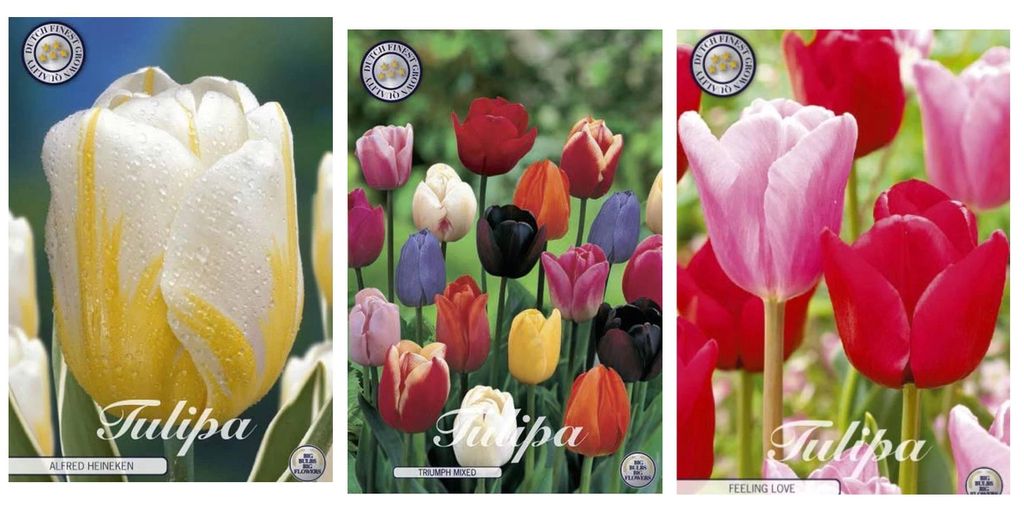 Holländische Blumenzwiebel-Set mit 3 Sorten, 30 Stück – Tulpen – Mixed Triumph – Heineken – Feeling Love