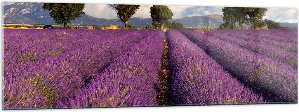 Bilder auf glas - Landschaft Wiese Pflanzen - 160x50cm - Glasbilder - Wandbilder - Kunstdruck - zum Aufhängen bereit - Wanddekoration aus Glas - G...