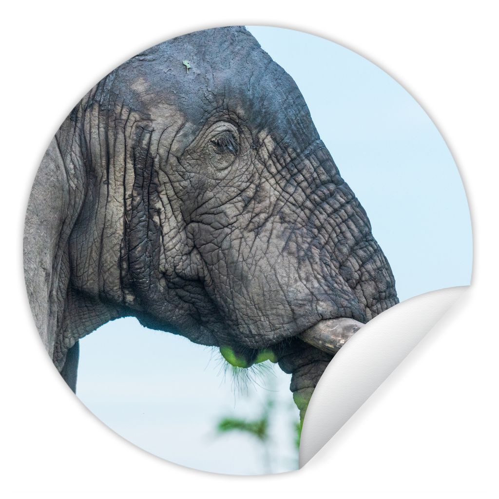 MuchoWow Runde Wandtattoo - Wandsticker Tapete Aufkleber Elefant - Tiere - Grau - Natur Ø 100 cm Selbstklebend und Repositionierbar - Wandaufkle...