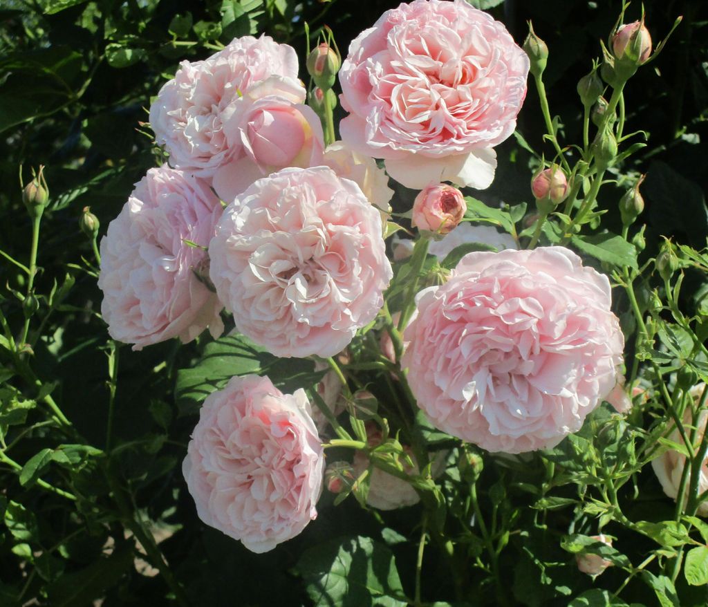 Dehner Kletterrose Divina, Züchter Tantau, dicht gefüllte duftende rosa Blüten, 15-30 cm exkl. Pflanztopf, Topfware