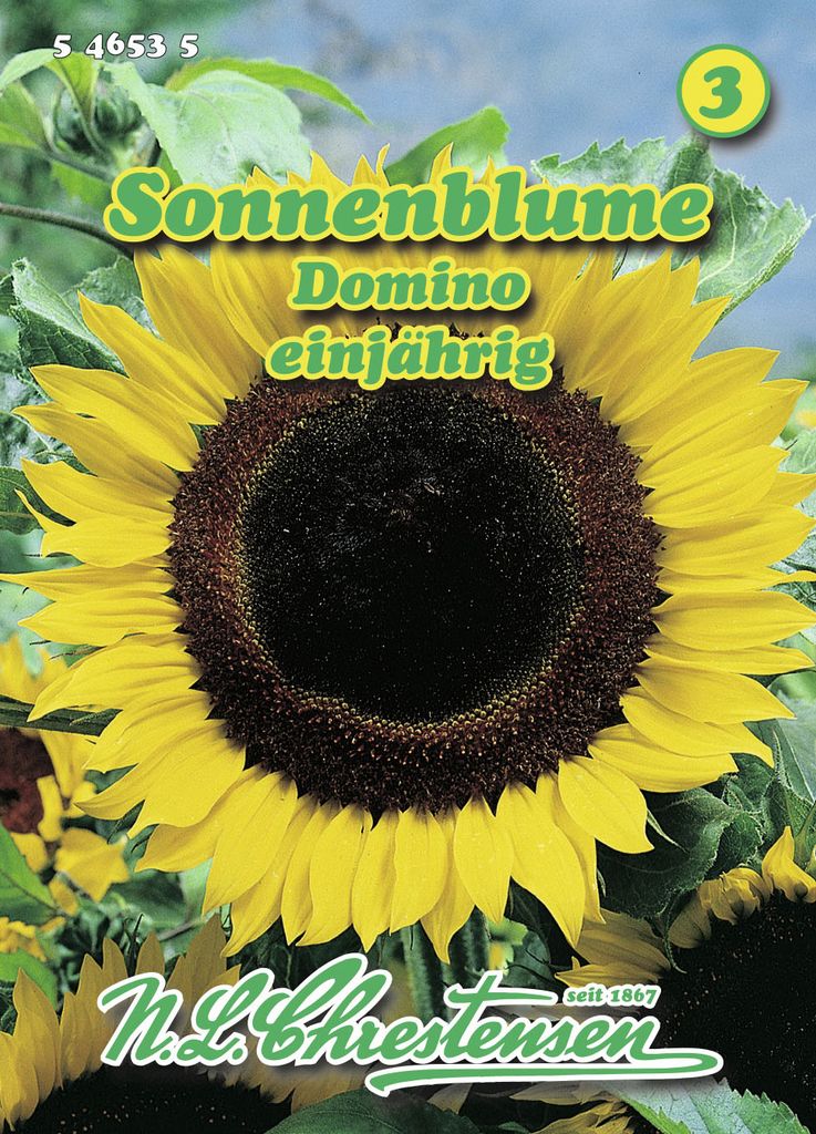 Sonnenblume Domino | Sonnenblumensamen von N.L. Chrestensen