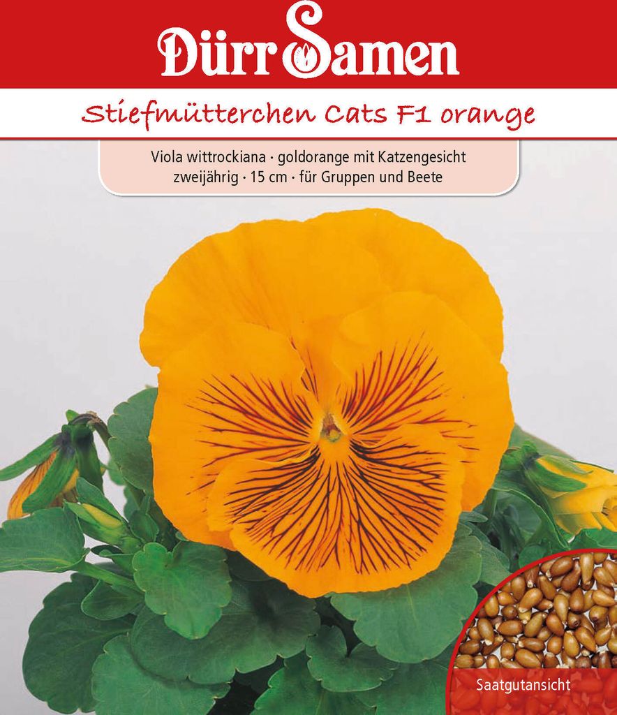 Stiefmütterchen Cats F1 orange | Stiefmütterchensamen von Produktbild 