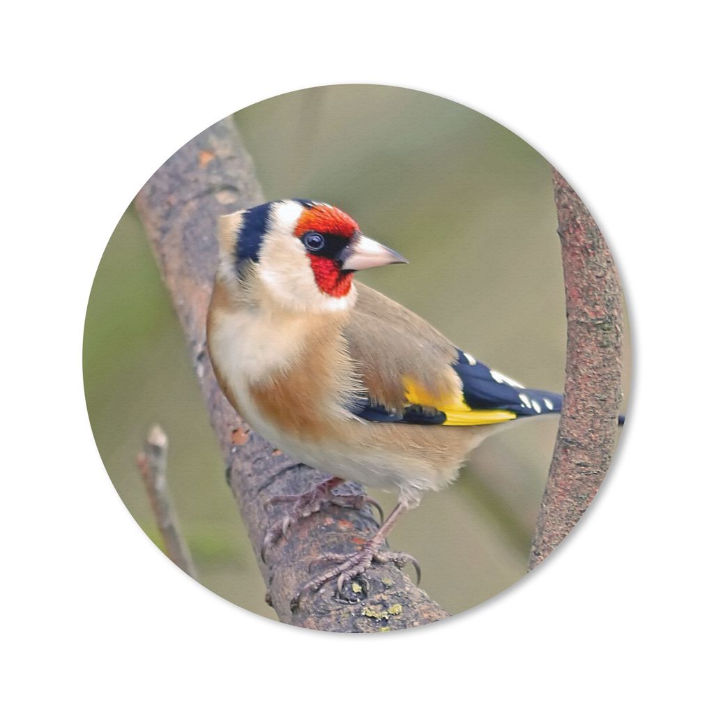 MuchoWow Mauspad Mousepad Stieglitz zwischen den Zweigen eines Baumes 20x20 cm - Mousepads - Maus Mat - Pad - Mausunterlage - Schreibtischmatte