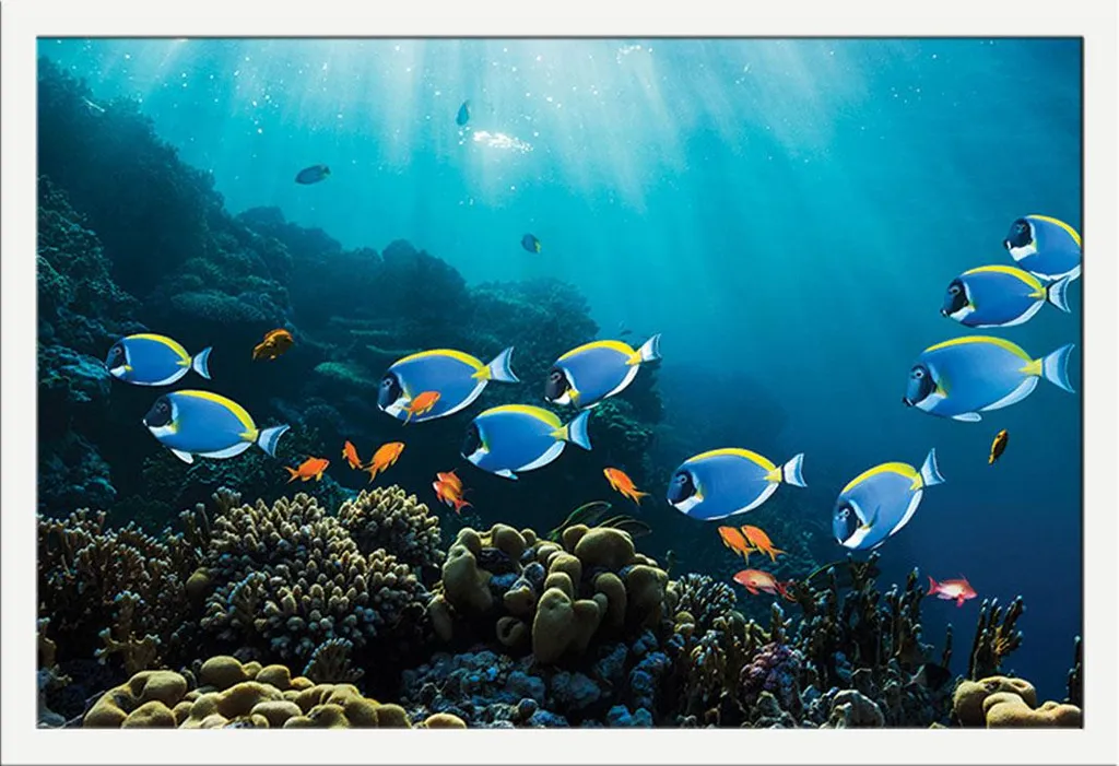 Poster Sea Life Surgeonfish & Goldies con Cornice Bianca Shinsuke®