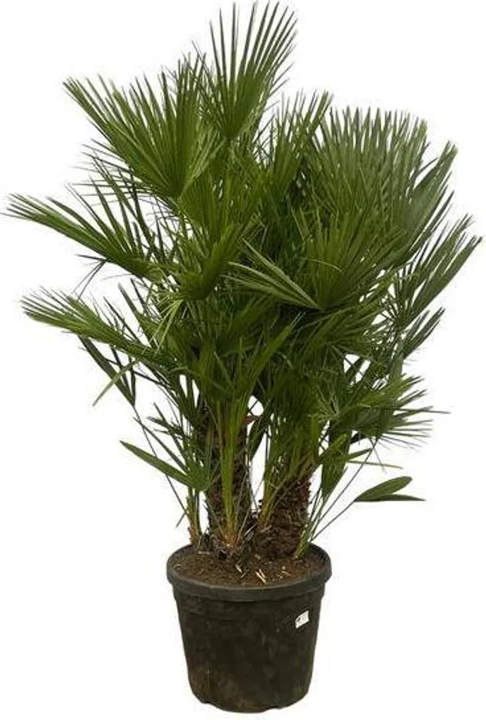 Palmier d'extérieur et intérieur Chamaerops Humilis géant 180cm