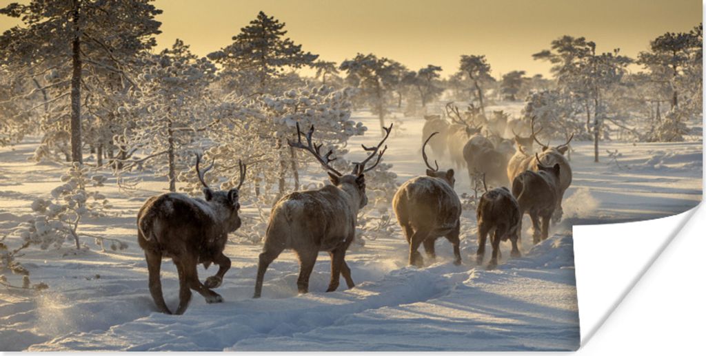 MuchoWow Poster Rentiere - Bäume - Schnee 160x80 cm - Foto Poster