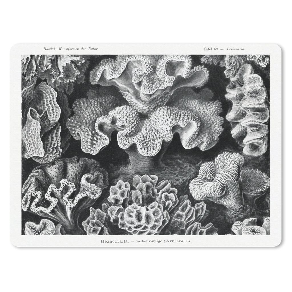 MuchoWow Mauspad Mousepad Kunst - Koralle - Ernst Haeckel - Alte Meister - Natur 23x19 cm - Mousepads - Maus Mat - Pad - Mausunterlage - Schreibt...