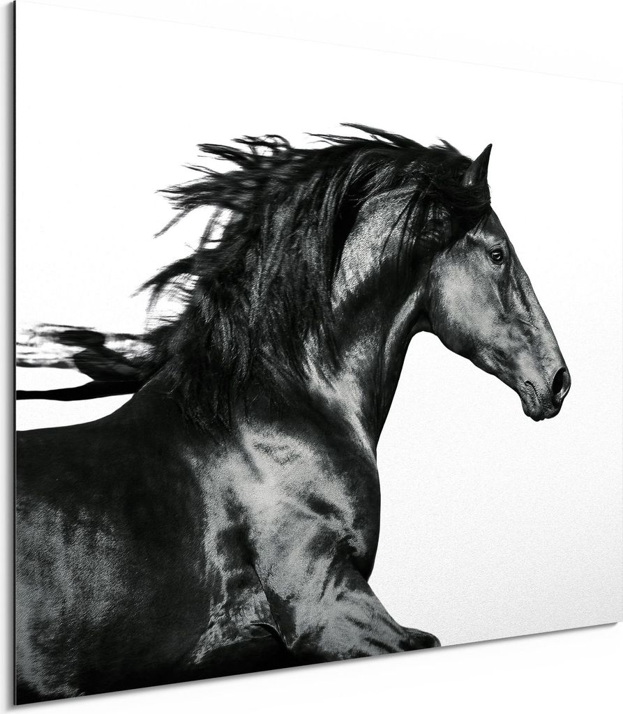DEQORI Alu-Dibond Bild Weiß 40x30 cm 'Galoppierendes Pferd' Wandbild Metall dünn Design
