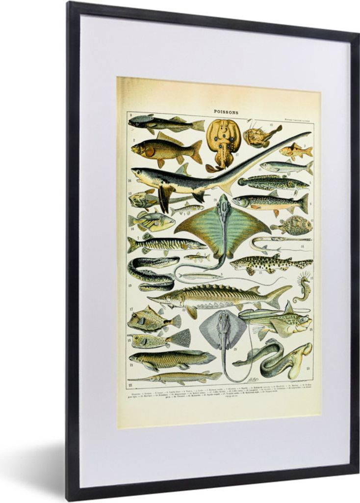 MuchoWow Gerahmtes Poster Fische - Meerestiere - Tiere 40x60 cm - Poster mit Schwarzem Bilderrahmen Wandposter Rahmen Foto Bilder - Poster in Rahmen