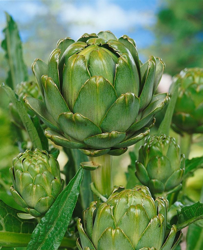 Cynara scolymus, Artischocke, ca. 11x11 cm Topf