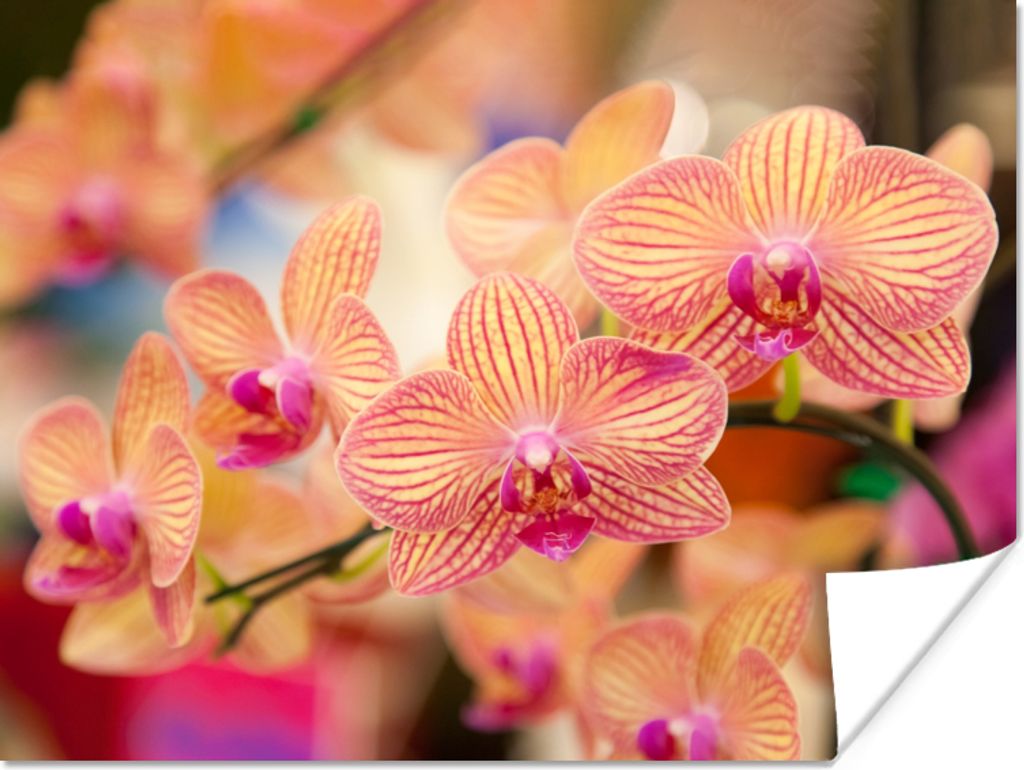 MuchoWow Poster Pflanze - Orchidee - Blumen - Rosa - Flora 80x60 cm - Kunst für zu Hause