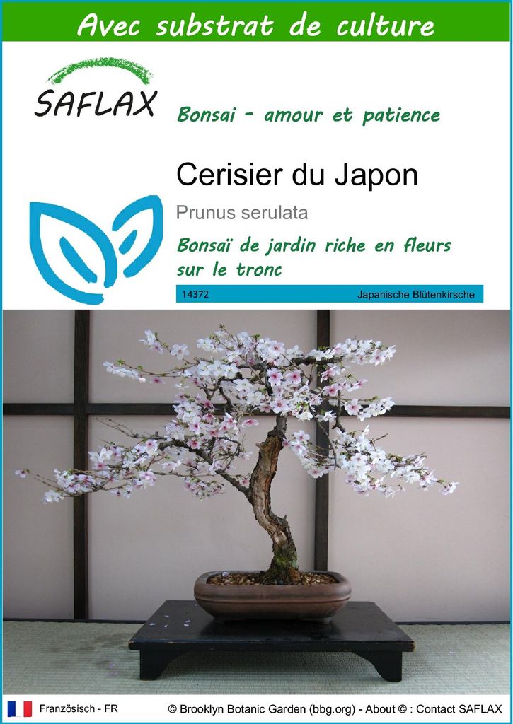 SAFLAX  - Cerisier du Japon - 30 graines - Avec substrat - Image du produit 